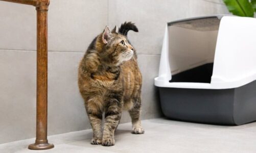 How Often Should You Change Cat Litter?